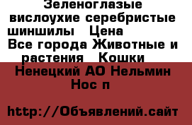 Зеленоглазые вислоухие серебристые шиншилы › Цена ­ 20 000 - Все города Животные и растения » Кошки   . Ненецкий АО,Нельмин Нос п.